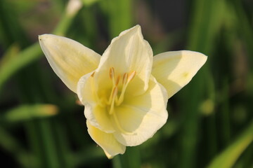 Lily In Bloom, U of A Botanic Gardens, Devon, Alberta