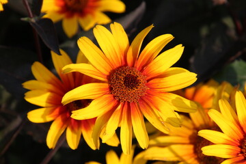 yellow and orange flower, U of A Botanic Gardens, Devon, Alberta