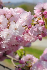 満開の八重桜（八重紅虎の尾）のクローズアップ