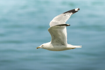 Ring Billed Gull (Larus delawarensis) in full flight over water. Flapping white wings over still and calm seas, the marine shore bird species soars and glides near the coast