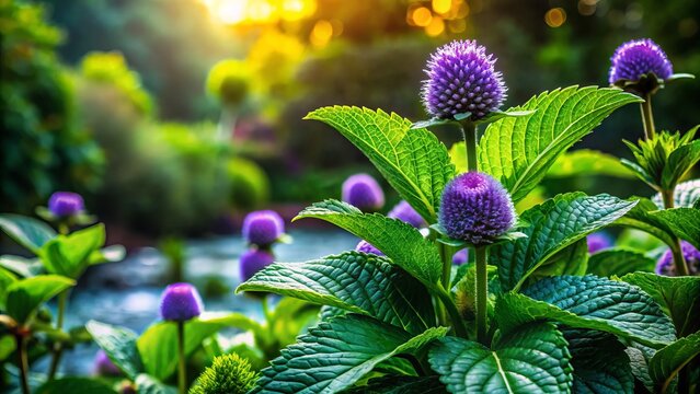 Lush greenery of a Vicks plant radiates against a natural backdrop, beckoning discovery and energizing the senses.