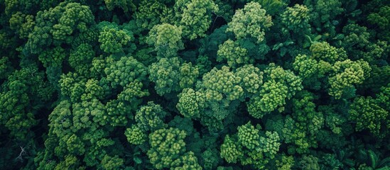 Fototapeta premium Drone Aerial Top View Of Lush Green Trees Growing In Woodland In Mountain In Countryside