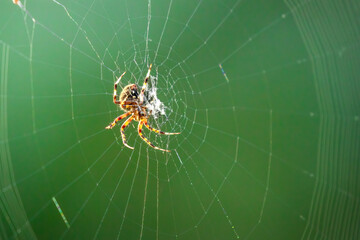 Barn Spider (Araneus cavaticus) resting centered on its web. Small arachnid native to North American constructs large silk homes to trap insects to feed on. Sunlight illuminating strands