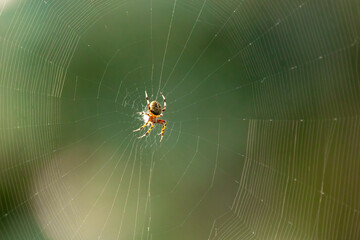 Barn Spider (Araneus cavaticus) resting centered on its web. Small arachnid native to North American constructs large silk homes to trap insects to feed on. Sunlight illuminating strands