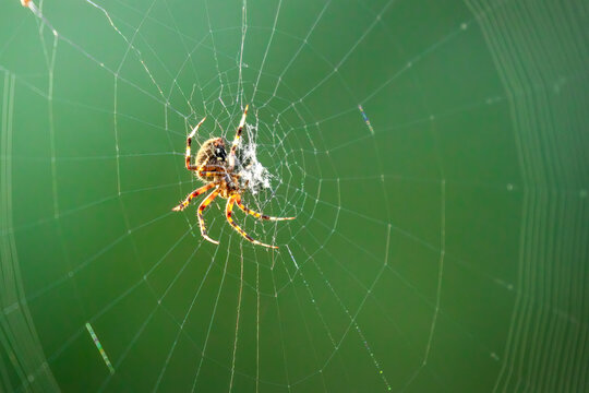 Barn Spider (Araneus cavaticus) resting centered on its web. Small arachnid native to North American constructs large silk homes to trap insects to feed on. Sunlight illuminating strands