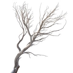 Obraz premium Dry tree branches isolated on white background.