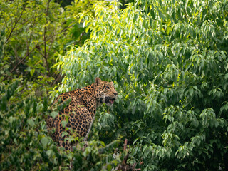 Close-up of North Chinese Leopard (Panthera pardus japonensis) sitting on a tree