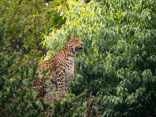 Close-up of North Chinese Leopard (Panthera pardus japonensis) sitting on a tree