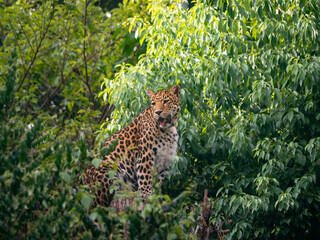 Close-up of North Chinese Leopard (Panthera pardus japonensis) sitting on a tree