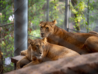 two lions taking a rest in the zoo