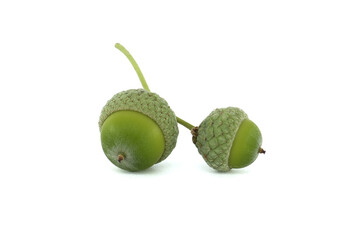 Green acorns displayed together isolated on white background