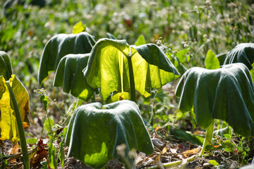 Zucchini plant leaves displaying signs of wilting due to drought and water scarcity