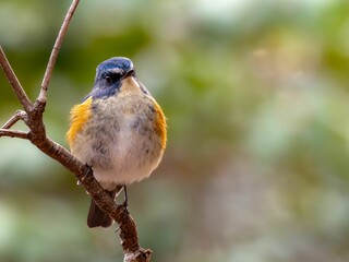 森の中の木陰で枝に留まって周りを見渡しているルリビタキの雄
