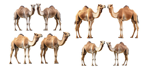 Naklejka premium Set of camel isolated on transparent background, PNG file