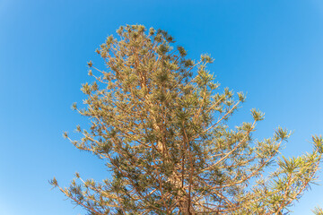 Needles of evergreen tree Araucaria araucana,commonly called the Monkey Puzzle Tree, Monkey Tail Tree or Chilean Pine