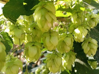 Background from the fruits of wild hops. Green hop fruits on the bush. Natural backgrounds and textures from plants.