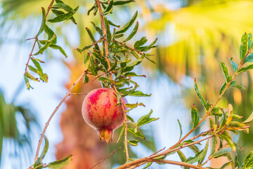 Red ripe pomegranate fruits grow on pomegranate tree in a garden, ready for harvest. Punica granatum fruit. Organic agriculture.