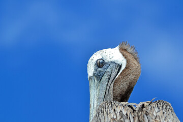 A closeup, detailed view of the nictitating membrane in a pelican's eye as it looks back, set against a bright blue background on a sunny Floridian day.