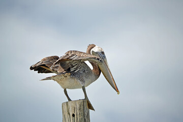 Pelican perched on a wooden pole, cloudy skies, Ponce Inlet, Florida Beach, wings raised 