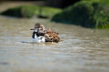 A ruddy turnstone swimming to the right in a wave pool, next to the jetty rocks covered in green algae at Ponce Inlet, Florida