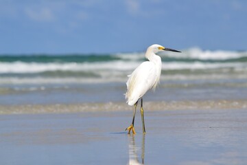 Snowy Egret walking towards the ocean in the swash at Ponce Inlet, Beach Florida.  Blue skies, turquoise waters, and crashing waves in the background. 
