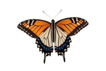 Obraz premium PNG Flying plain tiger butterflies butterfly animal insect.