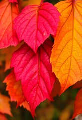 Obraz premium Close-up of autumn foliage, showcasing the intricate veins and textures.
