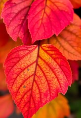 Fototapeta premium Close-up of autumn foliage, showcasing the intricate veins and textures.