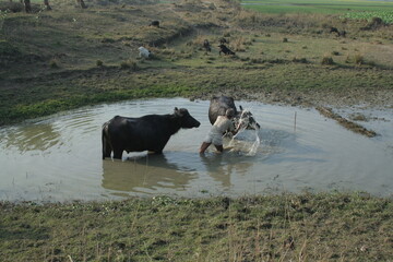 buffalo in water