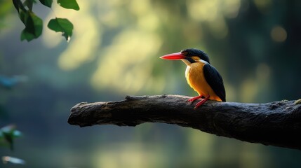 Fototapeta premium A vibrant bird of paradise perched on a branch against a colorful sky