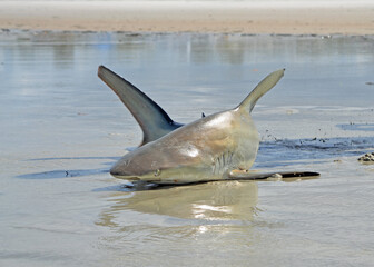 A five-foot blacktip shark writhes on the wet sand after being reeled in during a successful shore fishing catch and release, poised for its return to the ocean at Ponce Inlet Beach, Florida.&nbsp;