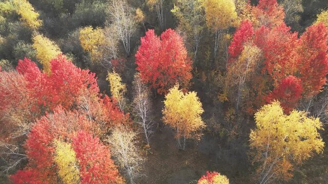 Red autumn trees in a forest at sunset. Trees with yellow and red leaves. Aerial top down view. Abstract autumn nature background
