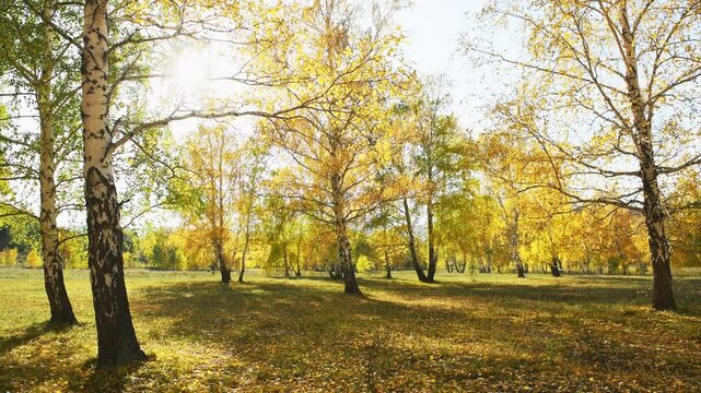 Autumn trees on the forest meadow in sunny day. Yellow leaves swaying in the light wind. Fall foliage. Beautiful autumn landscape.  
