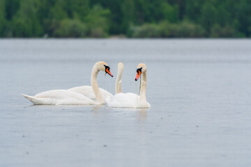 Two Graceful white Swans swimming in the lake, swans in the wild