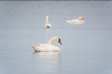 Three graceful white swans swims in the lake, swans in the wild.