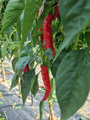 
A close-up of red ripe peppers.