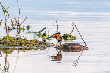 The waterfowl bird Great Crested Grebe swimming in the lake near its nest with eggs