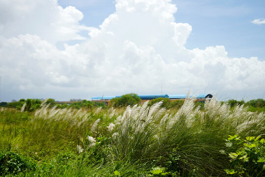 Kans grass flower (Saccharum Spontaneum) or Kash Phul Garden at West Bengal