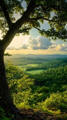 Fototapeta premium View from a Treetop Overlooking a Lush Green Valley