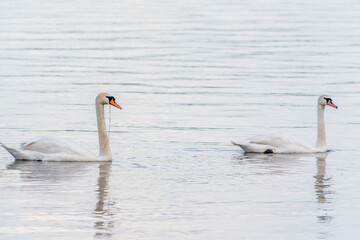 Two Graceful white Swans swimming in the lake, swans in the wild