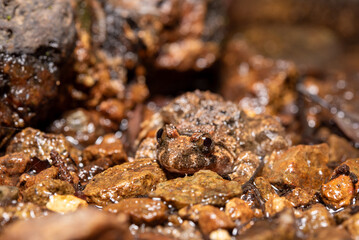 Close up of a toad