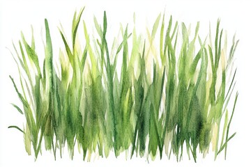 Obraz premium green long grass isolated on white background