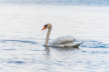 Graceful white Swan swimming in the lake, swans in the wild. Portrait of a white swan swimming on a lake.
