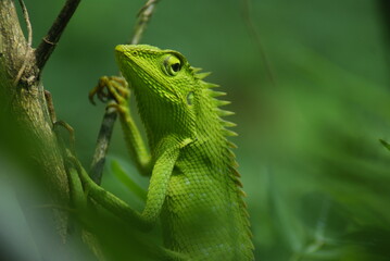 Green Lizard On A Branch