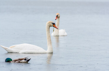 Two Graceful white Swans swimming in the lake, swans in the wild