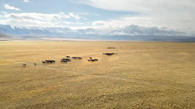 Horses run through the fields. Altai mountains, Russia. Aerial drone view. Autumn landscape. View of Kurai steppe and North-Chuya mountain ridge
