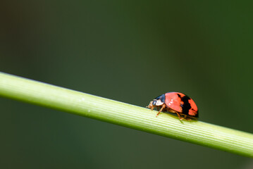 ladybug on stem