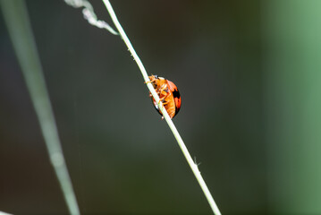 ladybug on a stem