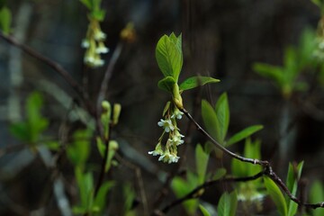 spring in the forest