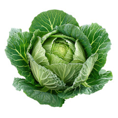 A Lush Green Cabbage Emerges, Showcasing Its Inner Layers and Freshness, Set Against a Solid Transparent background That Enhances Its Beauty